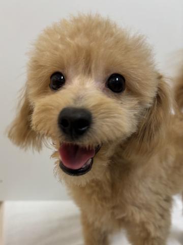 新潟県のポメプー(ポメラニアン×プードル) (ペットアミ 加茂店/2025年5月1日生まれ/男の子/アプリコット)の子犬の1枚目の画像