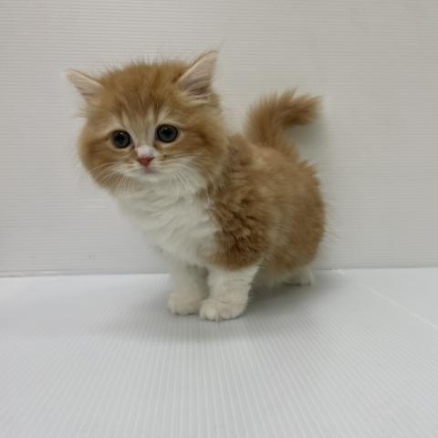 スコティッシュフォールド