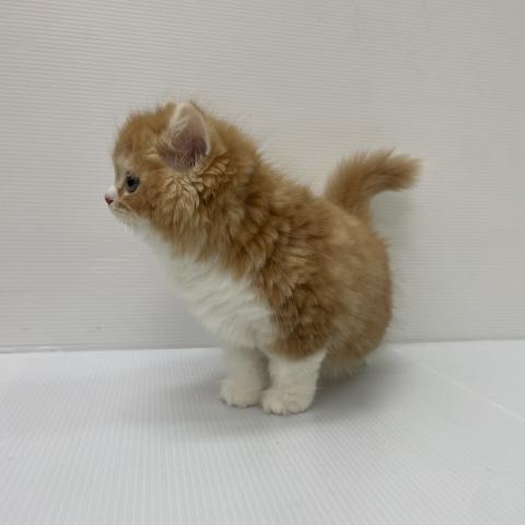 スコティッシュフォールド