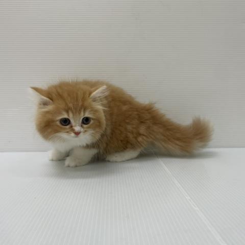 スコティッシュフォールド