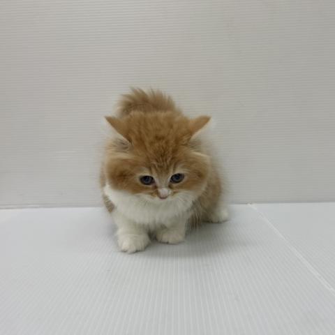 スコティッシュフォールド