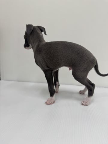 和歌山県のイタリアングレーハウンド (ペットアミ 紀の川店/2025年8月2日生まれ/男の子/ブルーホワイト)の子犬の2枚目の画像