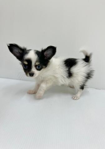 和歌山県のチワワ(ロング) (ペットアミ 紀の川店/2025年6月16日生まれ/男の子/ブラックホワイト)の子犬の2枚目の画像