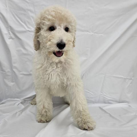 スタンダードプードル