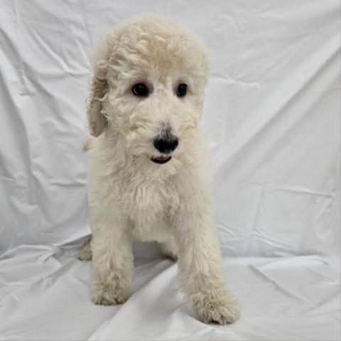 スタンダードプードル