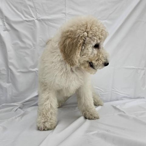 スタンダードプードル