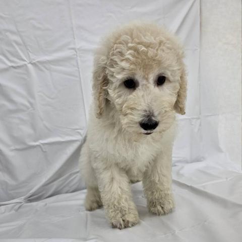 スタンダードプードル