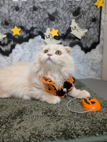 石川県のスコティッシュフォールド (ペットアミ 津幡店/2025年7月5日生まれ/男の子/クリーム)の子猫の2枚目の画像