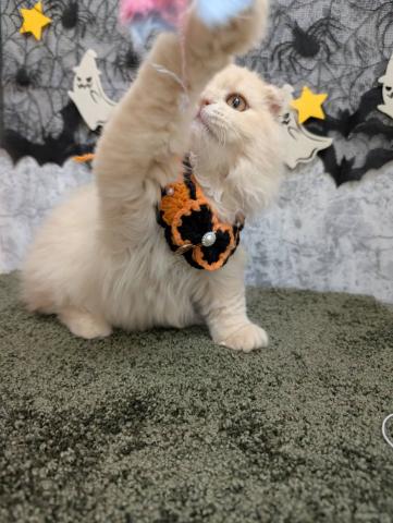 石川県のスコティッシュフォールド (ペットアミ 津幡店/2025年7月5日生まれ/男の子/クリーム)の子猫の3枚目の画像