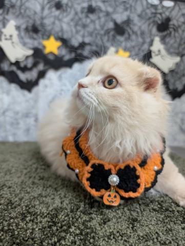 石川県のスコティッシュフォールド (ペットアミ 津幡店/2025年7月5日生まれ/男の子/クリーム)の子猫の4枚目の画像