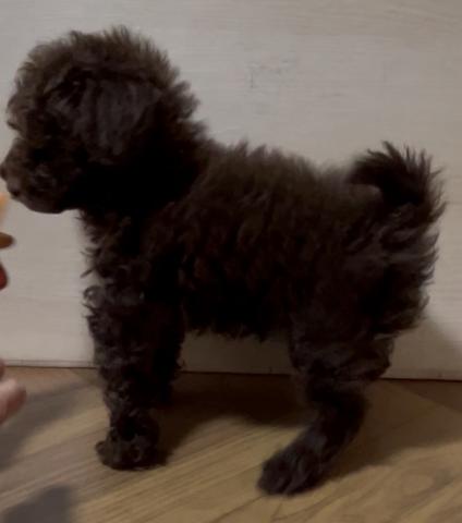 トイプードル