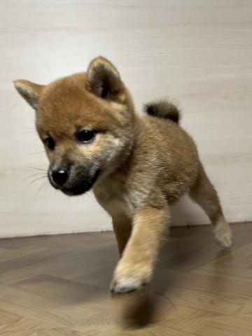 和歌山県の柴犬(標準サイズ) (ペットアミ 和歌山インター店/2025年6月28日生まれ/女の子/赤)の子犬の2枚目の画像