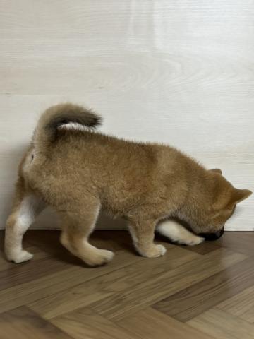 和歌山県の柴犬(標準サイズ) (ペットアミ 和歌山インター店/2025年6月28日生まれ/女の子/赤)の子犬の3枚目の画像