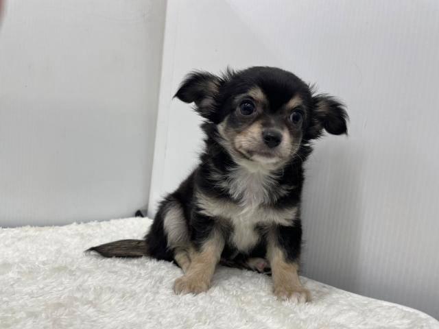 和歌山県のチワワ(ロング) (ペットアミ 和歌山インター店/2025年6月5日生まれ/男の子/ブラックタン)の子犬の1枚目の画像