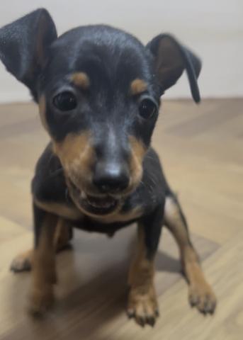 ミニチュアピンシャー