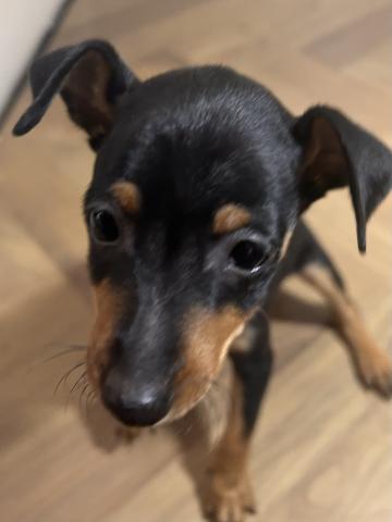 ミニチュアピンシャー