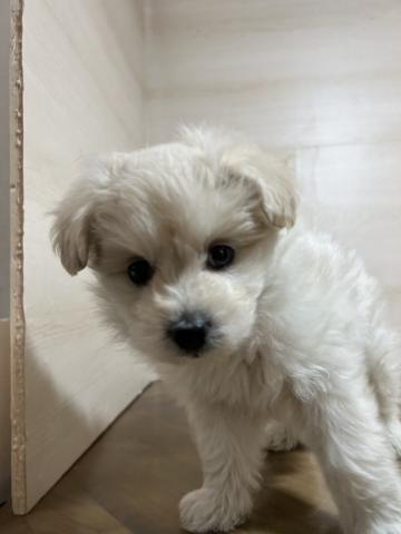 犬ハーフ(ポメラニアン×ビション)