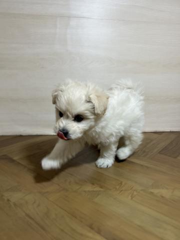 犬ハーフ(ポメラニアン×ビション)