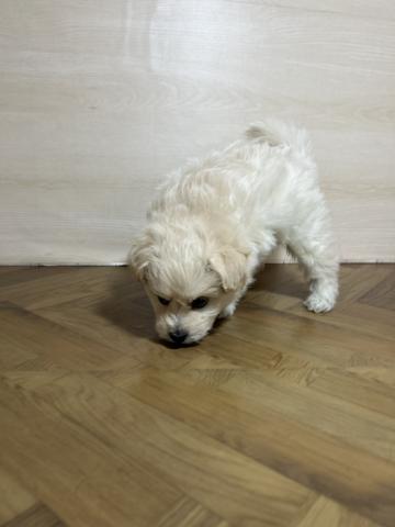 犬ハーフ(ポメラニアン×ビション)