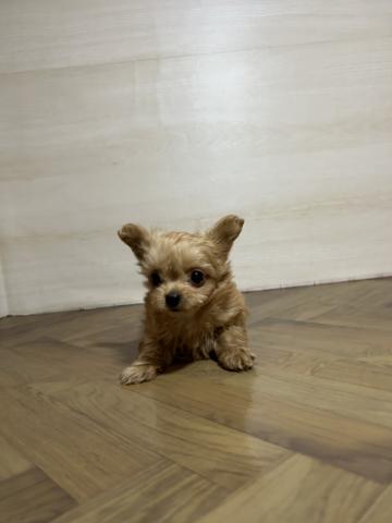 犬ハーフ(チワワ×トイプードル)