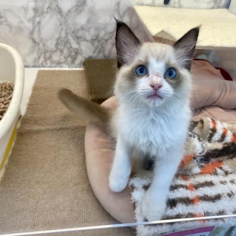 埼玉県のラグドール (NICO PET 三郷店/2025年6月9日生まれ/男の子/シールポイントバイカラー)の子猫の2枚目の画像