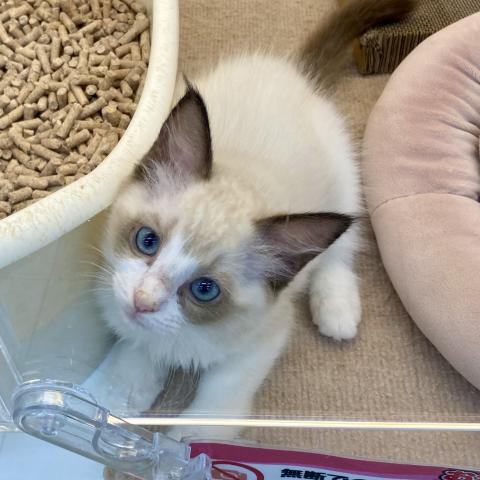 埼玉県のラグドール (NICO PET 三郷店/2025年6月9日生まれ/男の子/シールポイントバイカラー)の子猫の4枚目の画像