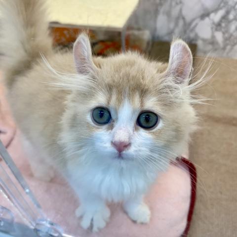 埼玉県のアメリカンカール (NICO PET 三郷店/2025年6月14日生まれ/男の子/クリームタビーホワイト)の子猫の2枚目の画像