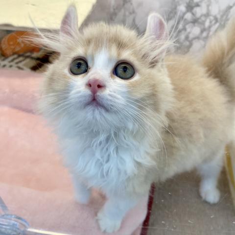 埼玉県のアメリカンカール (NICO PET 三郷店/2025年6月14日生まれ/男の子/クリームタビーホワイト)の子猫の4枚目の画像