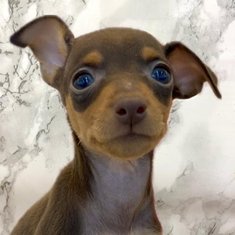 ミニチュアピンシャー