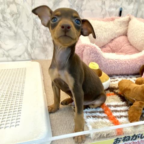 埼玉県のミニチュアピンシャー (NICO PET 三郷店/2025年7月12日生まれ/男の子/チョコレートタン)の子犬の2枚目の画像