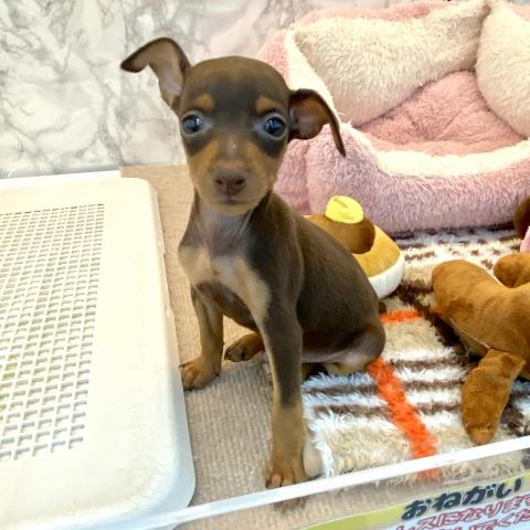 埼玉県のミニチュアピンシャー (NICO PET 三郷店/2025年7月12日生まれ/男の子/チョコレートタン)の子犬の3枚目の画像