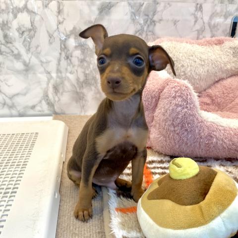 埼玉県のミニチュアピンシャー (NICO PET 三郷店/2025年7月12日生まれ/男の子/チョコレートタン)の子犬の4枚目の画像