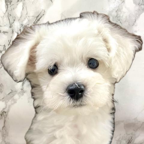 ビションフリーゼ