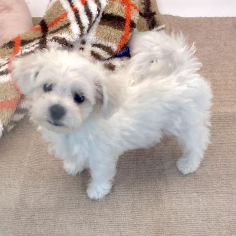 埼玉県のビションフリーゼ (NICO PET 三郷店/2025年7月18日生まれ/男の子/ホワイト)の子犬の2枚目の画像