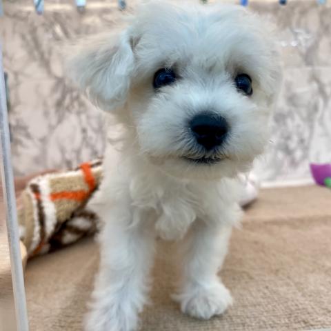 埼玉県のビションフリーゼ (NICO PET 三郷店/2025年7月18日生まれ/男の子/ホワイト)の子犬の3枚目の画像