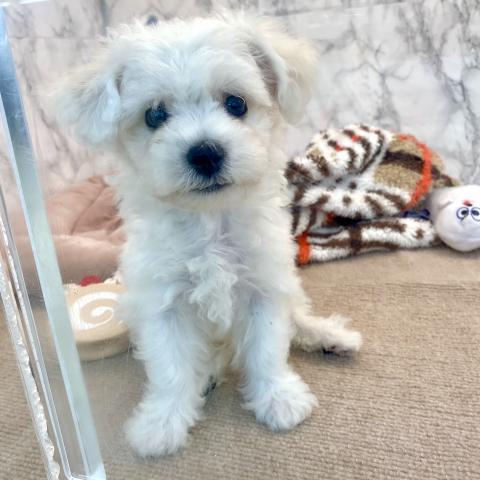 埼玉県のビションフリーゼ (NICO PET 三郷店/2025年7月18日生まれ/男の子/ホワイト)の子犬の4枚目の画像