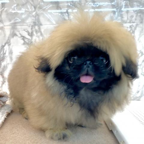 埼玉県のペキニーズ (NICO PET 三郷店/2025年7月9日生まれ/男の子/フォーン)の子犬の2枚目の画像