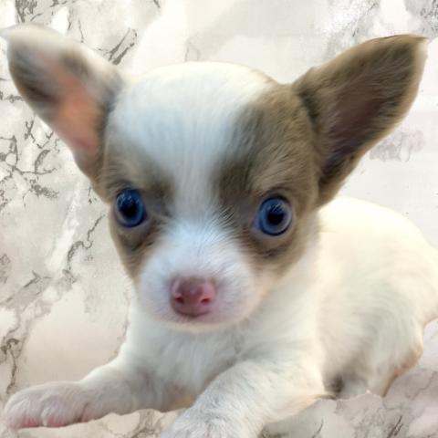 チワワ(ロングコート)