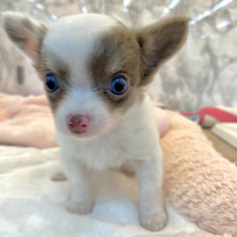 埼玉県のチワワ(ロング) (NICO PET 三郷店/2025年8月1日生まれ/女の子/イザベラタンホワイト)の子犬の2枚目の画像