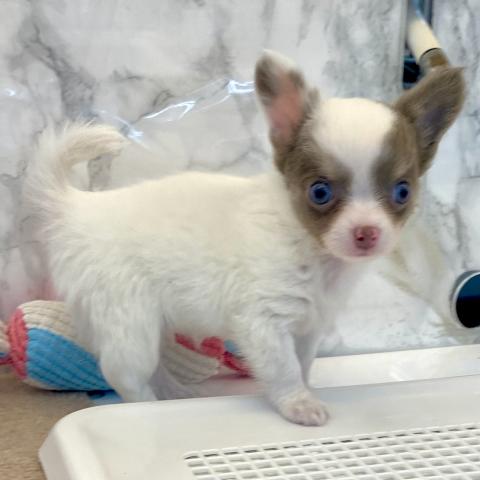 埼玉県のチワワ(ロング) (NICO PET 三郷店/2025年8月1日生まれ/女の子/イザベラタンホワイト)の子犬の3枚目の画像