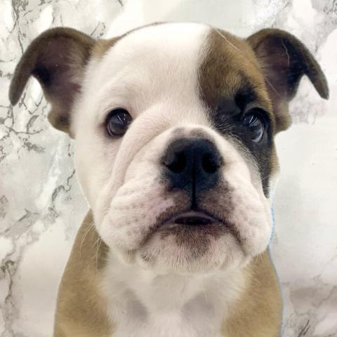 埼玉県のブルドッグ (NICO PET 三郷店/2025年8月10日生まれ/男の子/レッドホワイト)の子犬の1枚目の画像