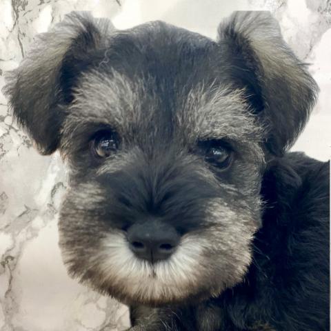 ミニチュアシュナウザー