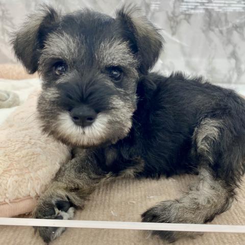 埼玉県のミニチュアシュナウザー (NICO PET 三郷店/2025年8月9日生まれ/男の子/ソルトペッパー)の子犬の2枚目の画像