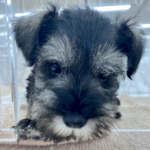 埼玉県のミニチュアシュナウザー (NICO PET 三郷店/2025年8月9日生まれ/男の子/ソルトペッパー)の子犬の3枚目の画像