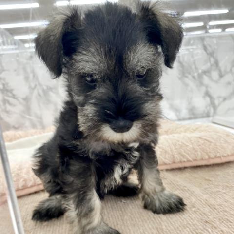 埼玉県のミニチュアシュナウザー (NICO PET 三郷店/2025年8月9日生まれ/男の子/ソルトペッパー)の子犬の4枚目の画像