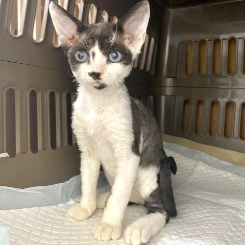 埼玉県のデボンレックス (NICO PET 三郷店/2025年8月9日生まれ/男の子/ブラックホワイト)の子猫の2枚目の画像