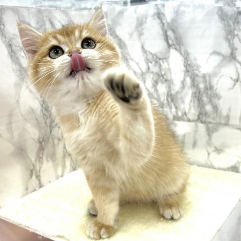 埼玉県のブリティッシュショートヘアー (NICO PET 三郷店/2025年6月30日生まれ/男の子/ゴールデン)の子猫の4枚目の画像