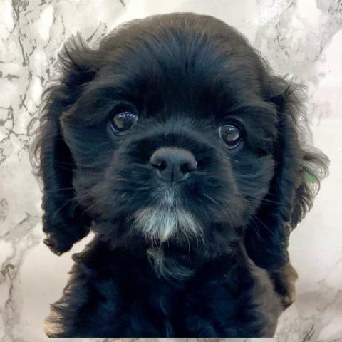 アメリカンコッカースパニエル