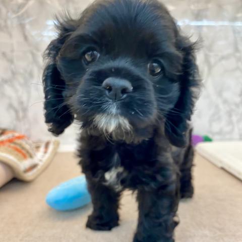 埼玉県のアメリカンコッカースパニエル (NICO PET 三郷店/2025年8月16日生まれ/女の子/ブラックホワイト)の子犬の2枚目の画像