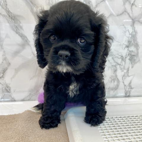 埼玉県のアメリカンコッカースパニエル (NICO PET 三郷店/2025年8月16日生まれ/女の子/ブラックホワイト)の子犬の3枚目の画像